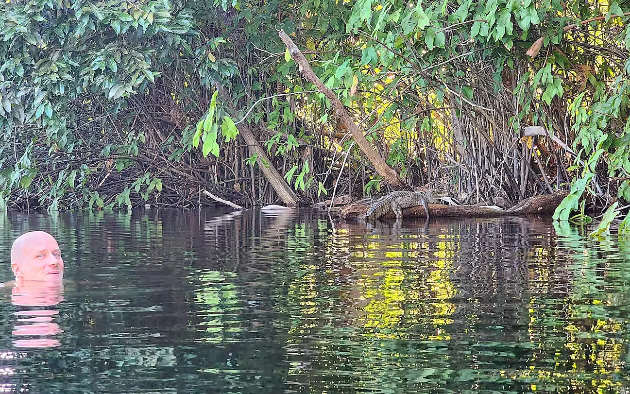 Kaiman am Ufer